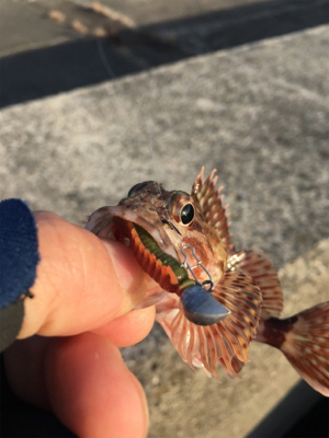 水軒テトラで安定感のガッシー