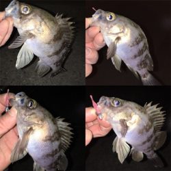 初釣りメバリング