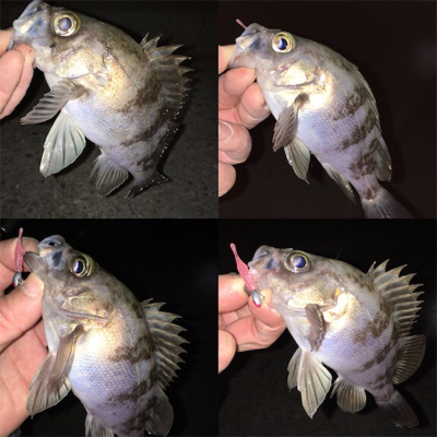 初釣りメバリング