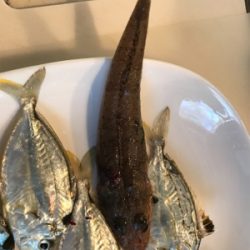 ヒイラギばっかり