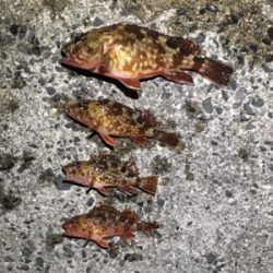 メバリング/アジング/ガシラ 年明け釣り