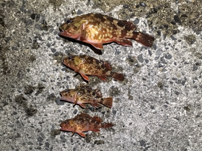 メバリング/アジング/ガシラ 年明け釣り