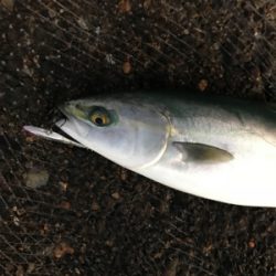 デイシーバス狙いが