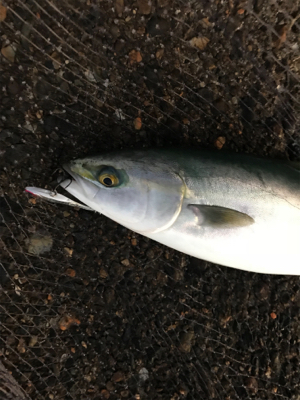 デイシーバス狙いが