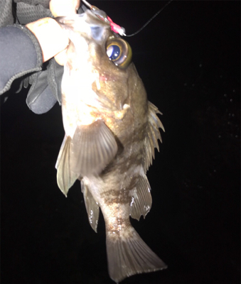 ウェーディングでメバリング