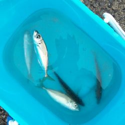 2018年1月4日釣行(釣り初め)in野北漁港