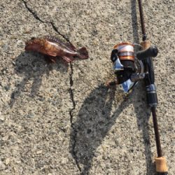 青物厳しいですねー