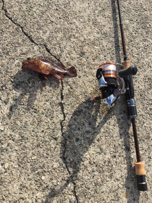 青物厳しいですねー