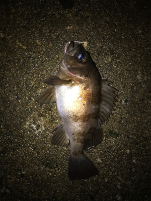 陽が落ちてから。