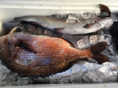 久しぶりの釣り堀