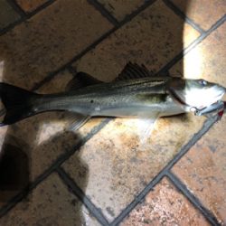 ローリングベイトで37cmシーバス