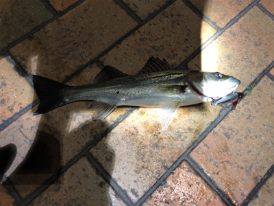 ローリングベイトで37cmシーバス