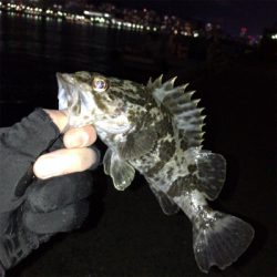 エサ釣りガシラ