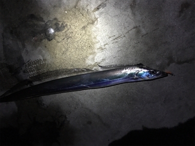 まさかのタチさん！！