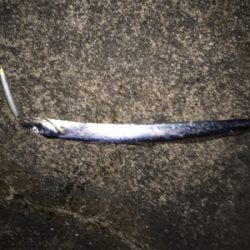 マイワシパターン探し