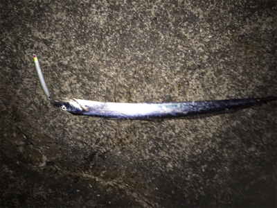 マイワシパターン探し