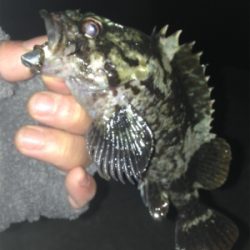 垂水漁港でガシリング！