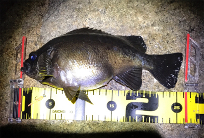 月が隠れたら、、