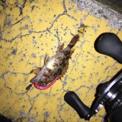 ミニサイズのみ。劇渋