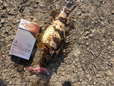 夕まずめの1時間‹‹\(´ω` )/››