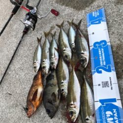 釣り初めアジング！