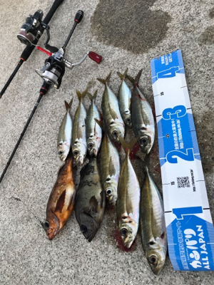 釣り初めアジング！