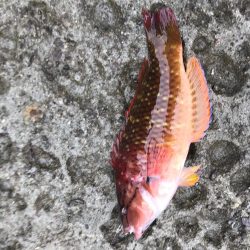 磯ライトゲーム