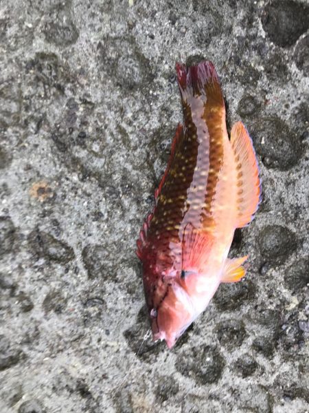 磯ライトゲーム