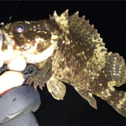 サーフメバリングにどっぷり！