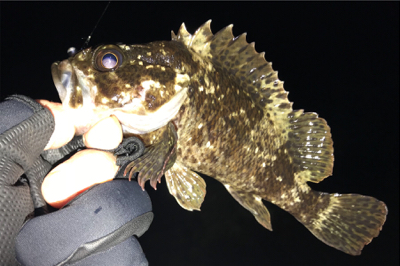 サーフメバリングにどっぷり！