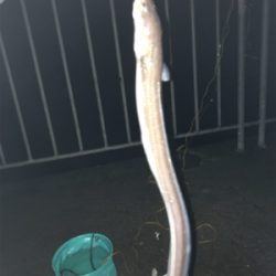 カレイ不発も嬉しい外道！