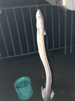 カレイ不発も嬉しい外道！