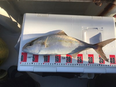 梅花丸で一つテンヤ