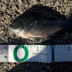 辛うじてボウズ逃れ