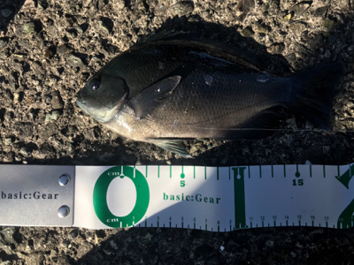 辛うじてボウズ逃れ