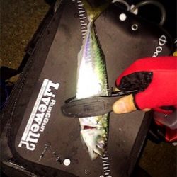 竿始めアジング