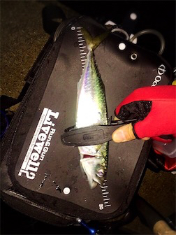 竿始めアジング