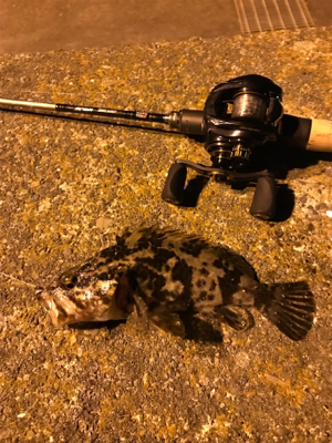 ベイトフィネス