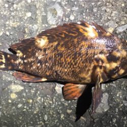 メバルは何処へ？