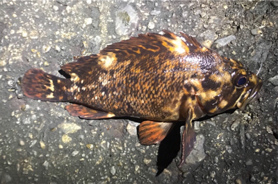 メバルは何処へ？