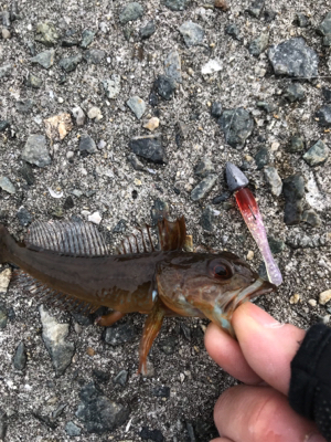 ライトワインド