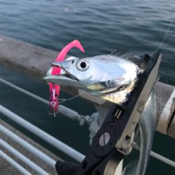 初フィッシュは…