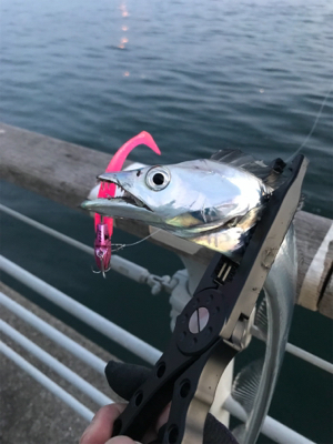 初フィッシュは…