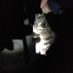 メバルぽつぽつ