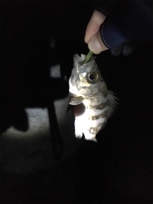 メバルぽつぽつ