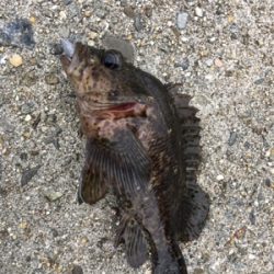 朝まづめライトゲーム