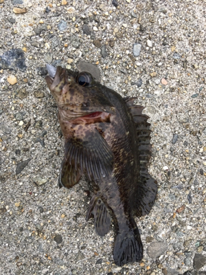 朝まづめライトゲーム