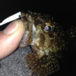 垂水漁港でガシリング！