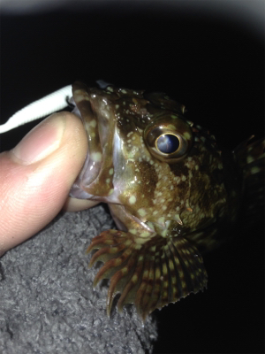 垂水漁港でガシリング！