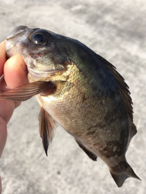 デイゲーム、メバリング